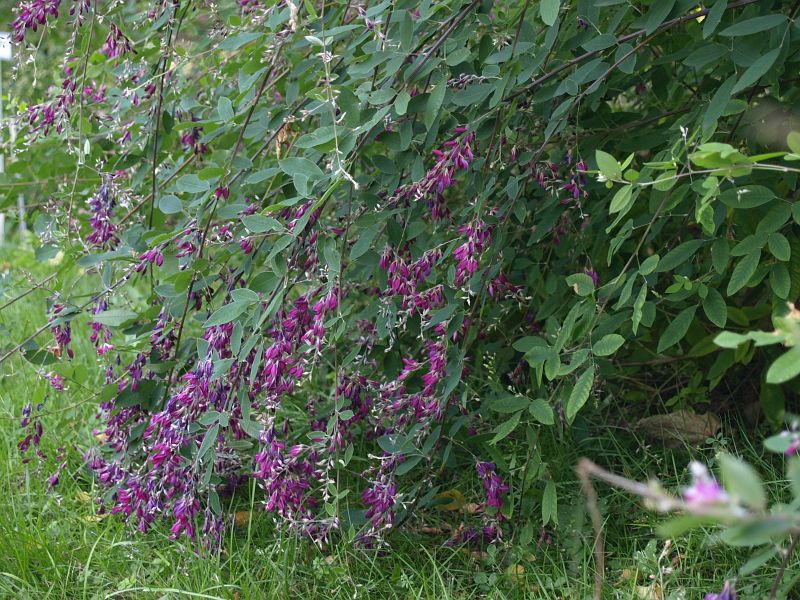 Lespedeza thunbergii